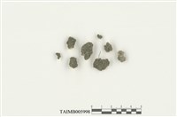 藏品(擬圓葉蘚)的圖片